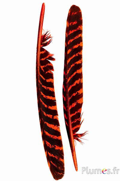 Bronzen kalkoen - 33-38 cm - oranje-zwart